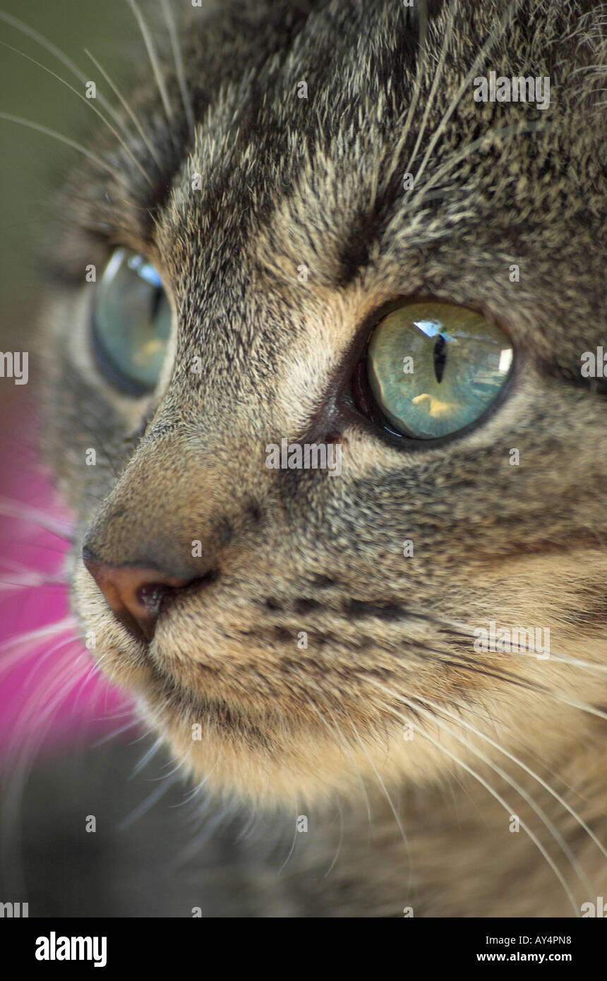 Domestic cat close up Stock Photo - Alamy
