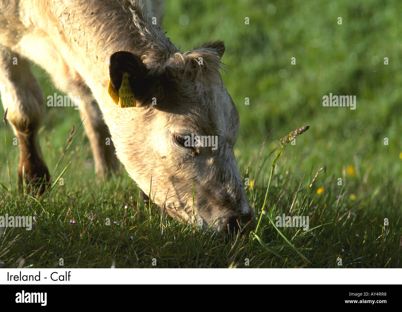 Ireland Calf Fr Ireland Calf no model or property release Stock Photo