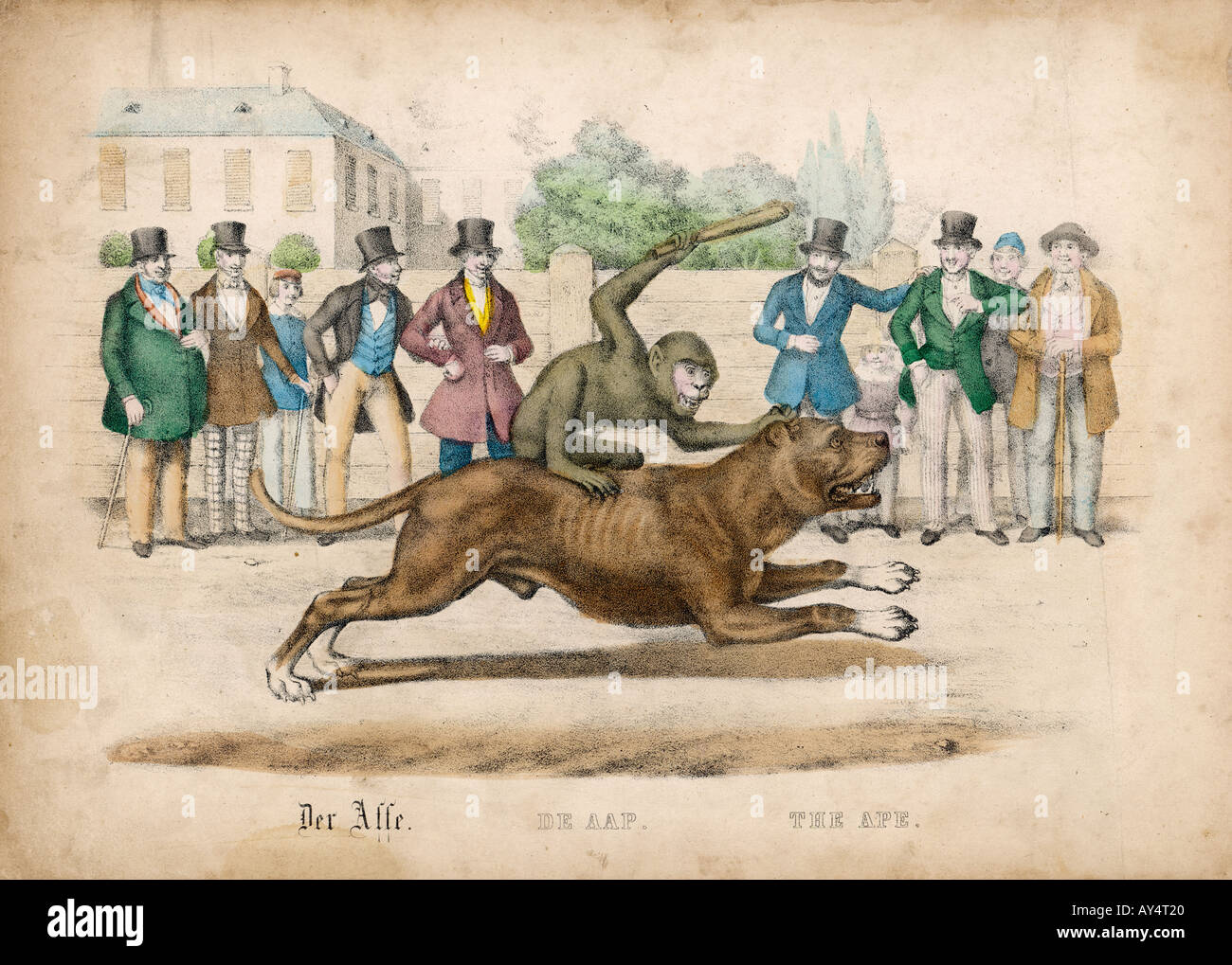 Monkey Rides A Dog 1845 Stock Photo