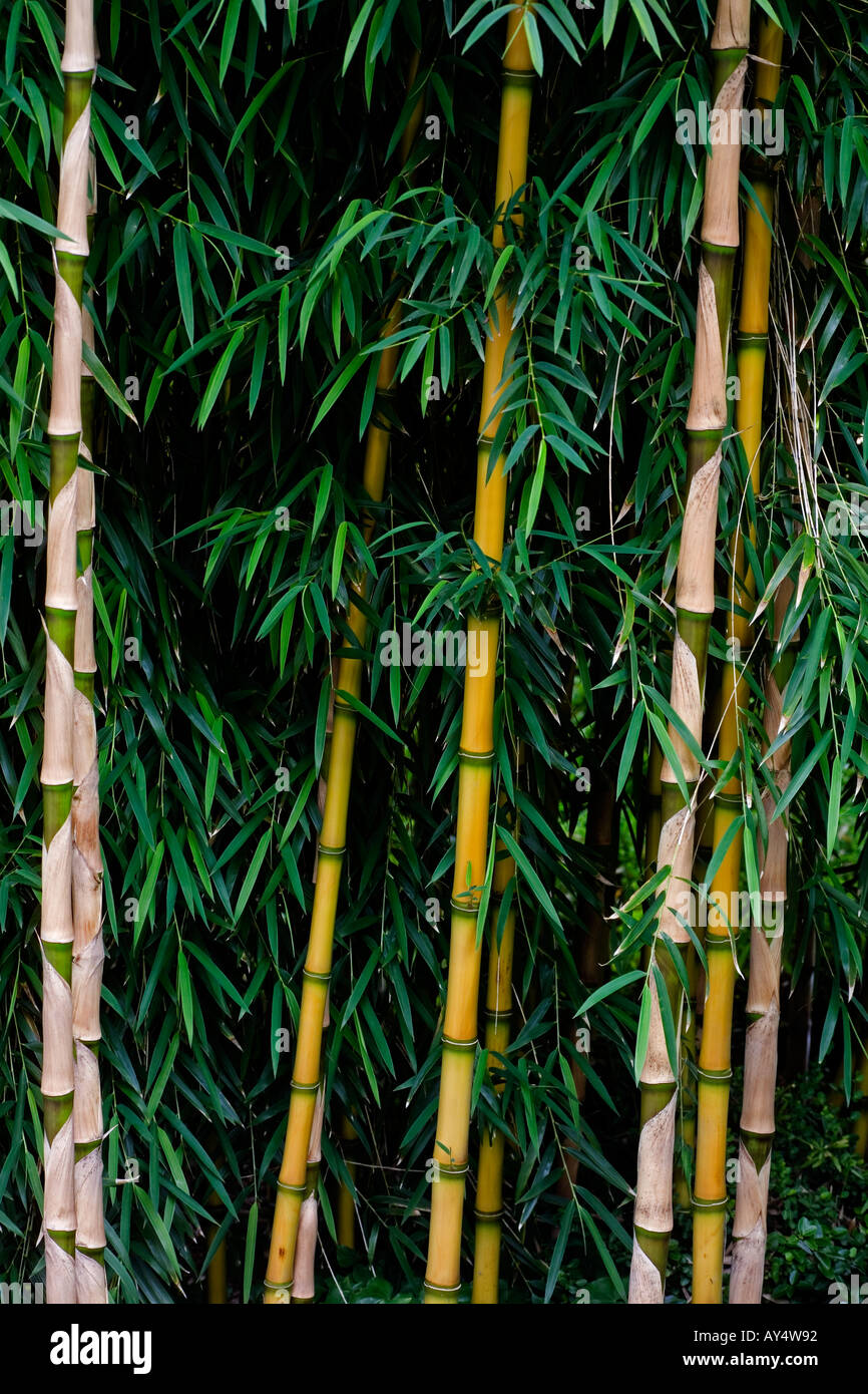 Bamboo:  Chusquea culeo 'tenuis' var. breviglumis Stock Photo