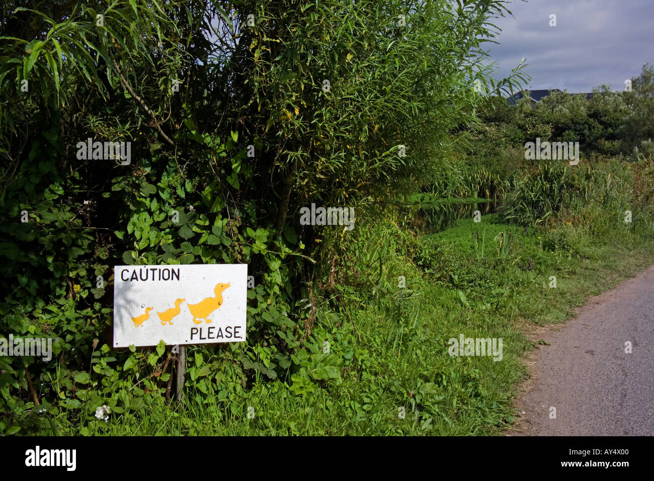 Duck crossing sign at village pond, East Prawle Devon Stock Photo