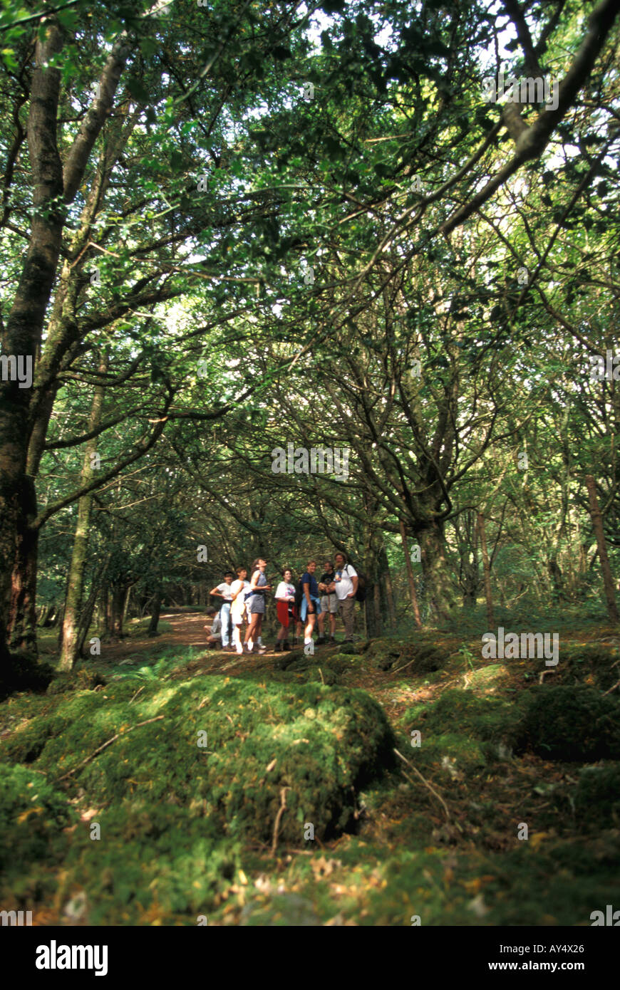 Ireland Hikers Killarney National Park Yew Wood Reenadinna woodland Muckross Peninsula Stock Photo