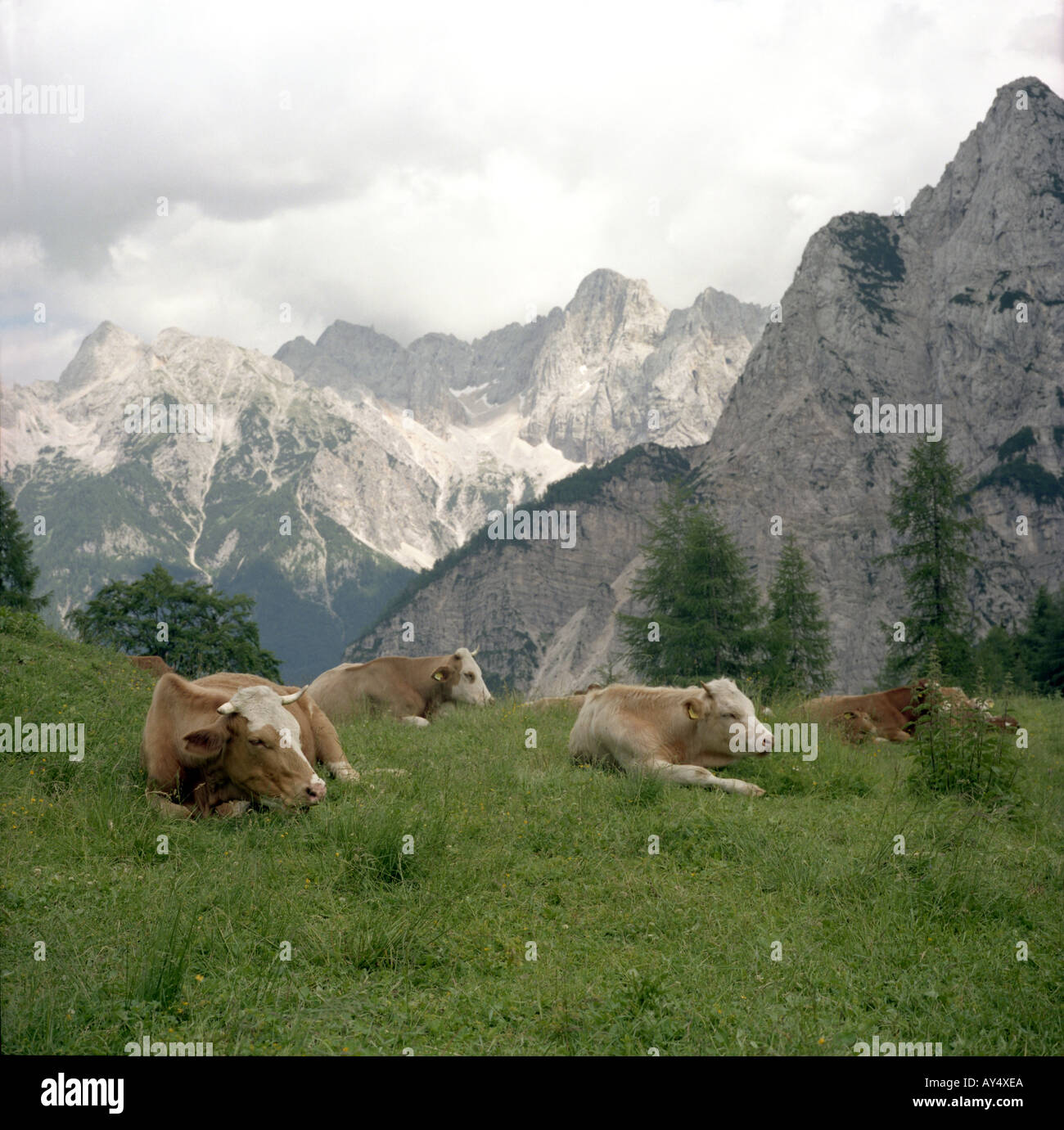 group of cows patouring in the swiss alps Stock Photo - Alamy