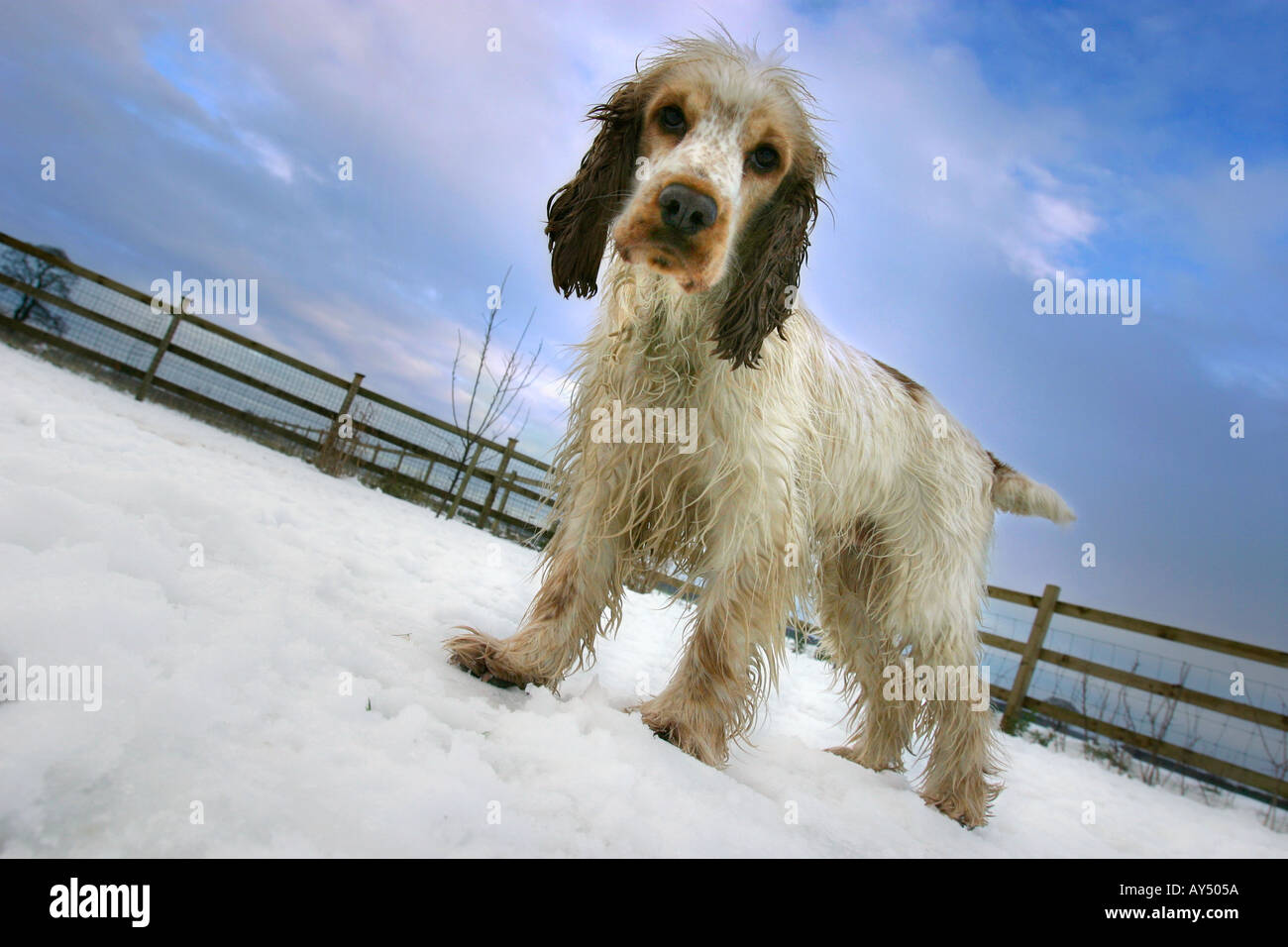 Cocker Spaniel standing in the snow Stock Photo