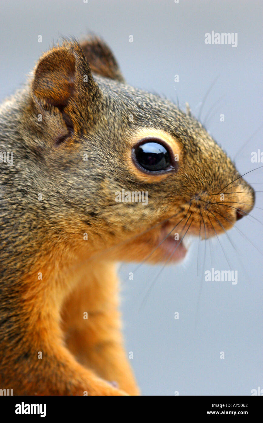 Douglas squirrel or chickaree Stock Photo Alamy