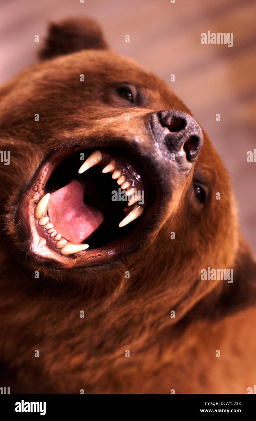Stuffed Grizzly Bear opening mouth and showing teeth Stock Photo - Alamy