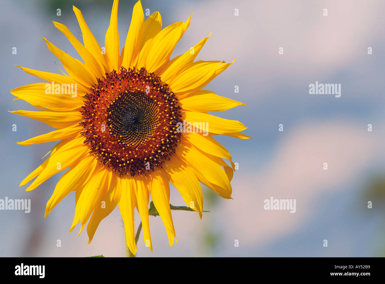 Single sunflower Burma Myanmar Stock Photo Alamy