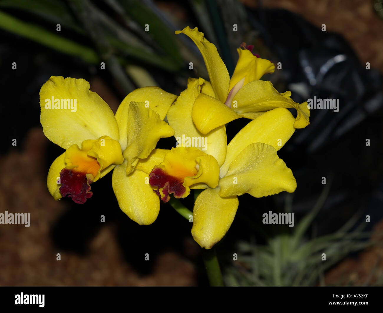 yellow red center orchid flower tropical exotic plant hawaii close-up flora Stock Photo