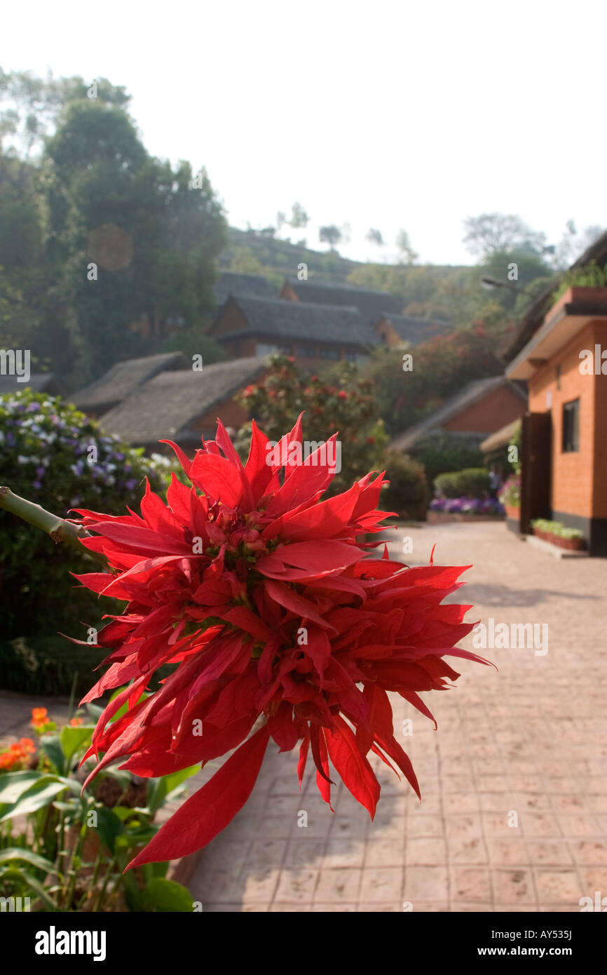Flora of the himalayas hi-res stock photography and images - Alamy