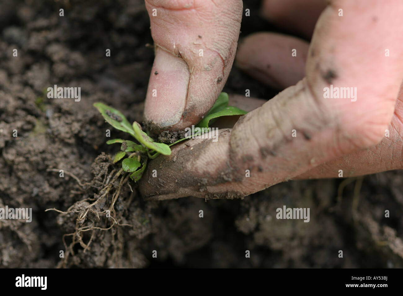 Man pulling weeds hi-res stock photography and images - Alamy