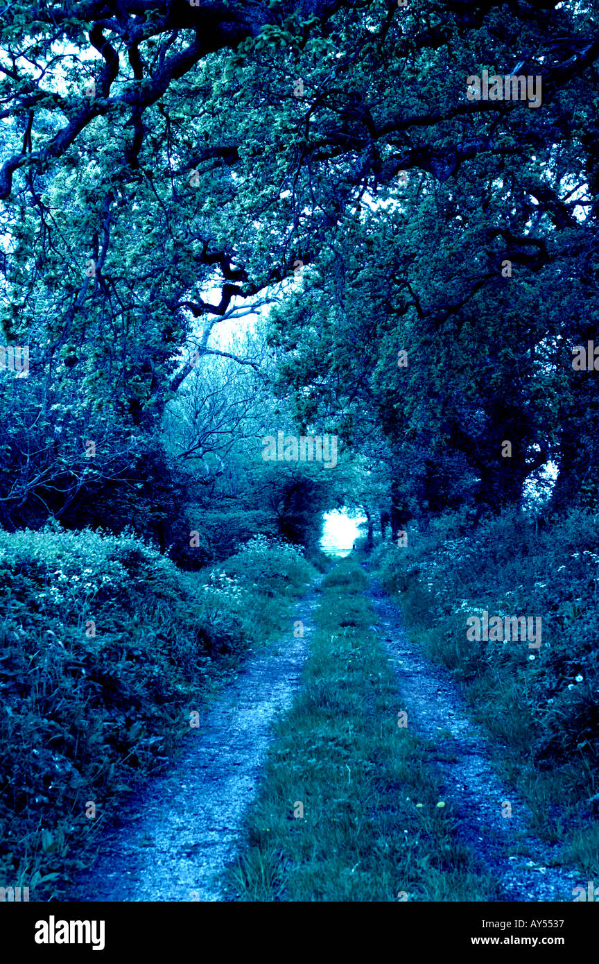 Woodland track trail hi-res stock photography and images - Alamy