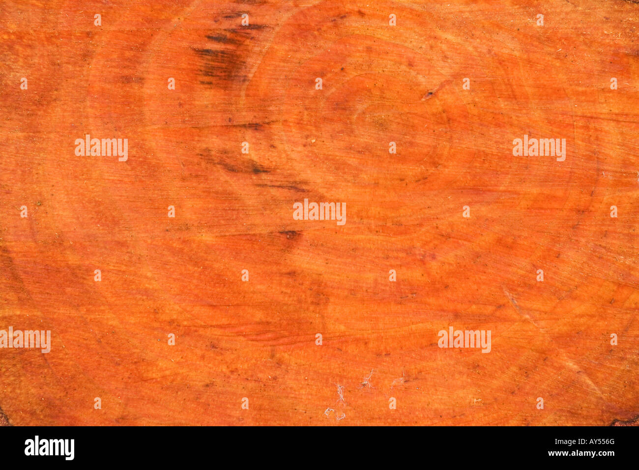 Alder Alnus glutinosa stump freshly cut showing colour & pattern od wood Stock Photo