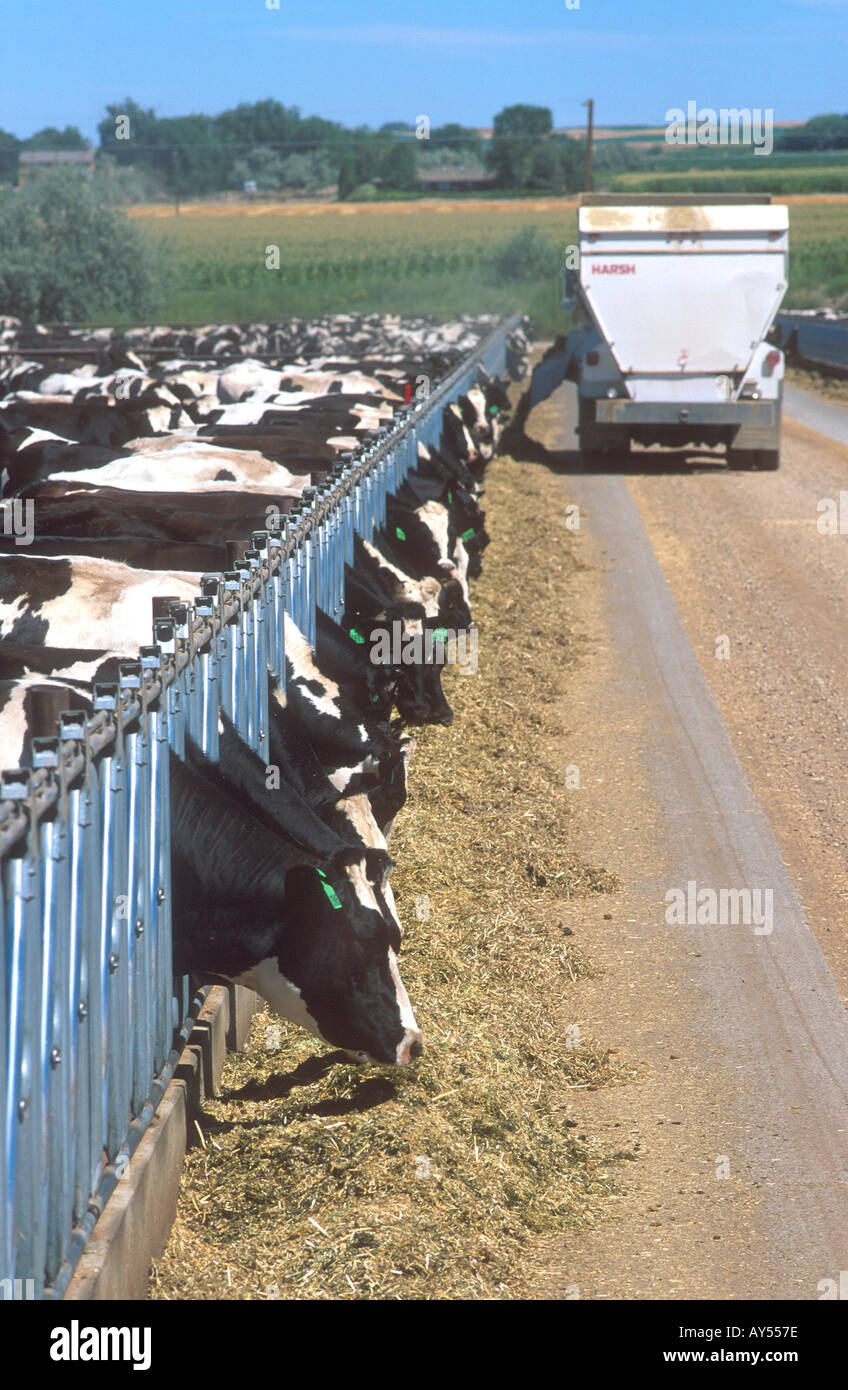 Dairy cows eating at a feedlot in Idaho Stock Photo - Alamy