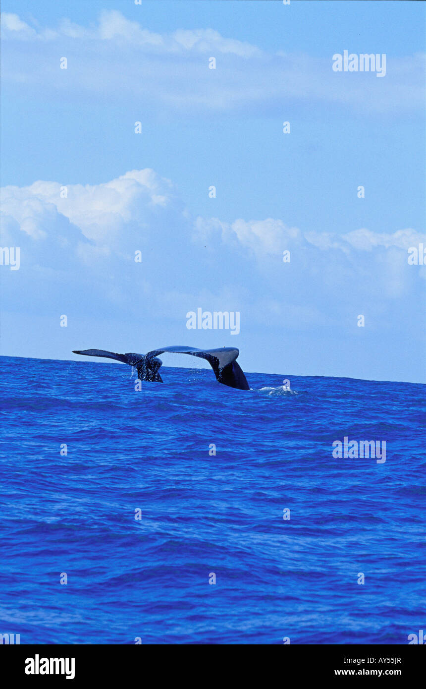 Humpback whale tail hi-res stock photography and images - Alamy