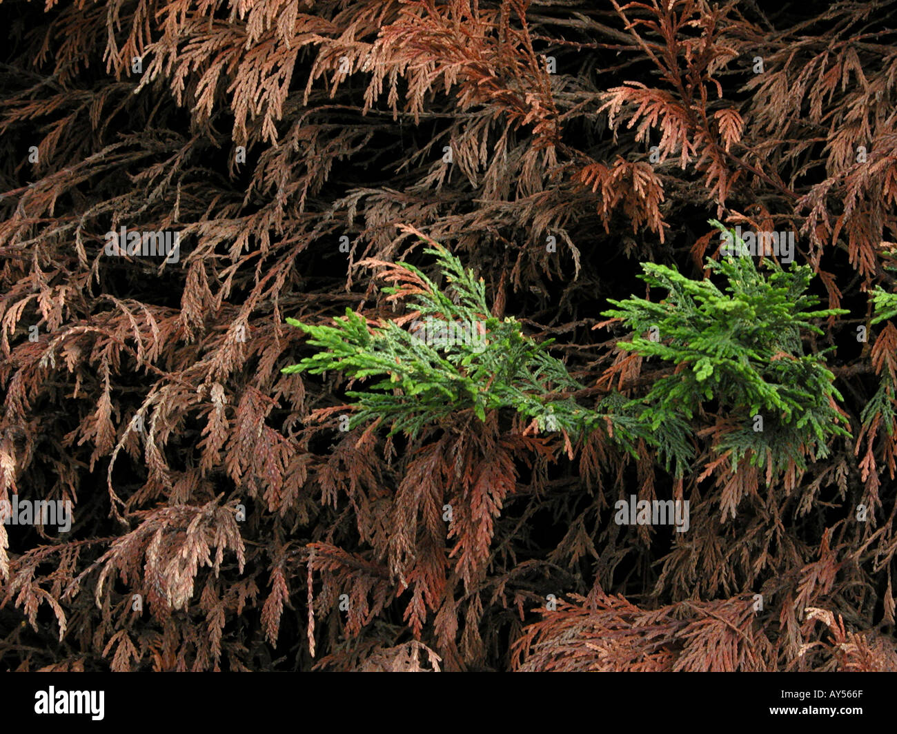 Alive leaves amongst dried coniferous bush Stock Photo