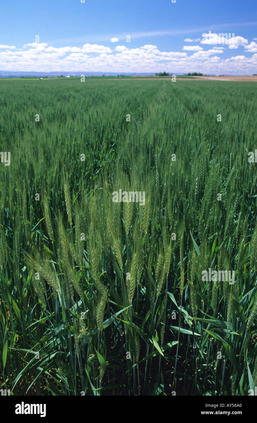 Green wheat field in canyon County Idaho  Stock Photo