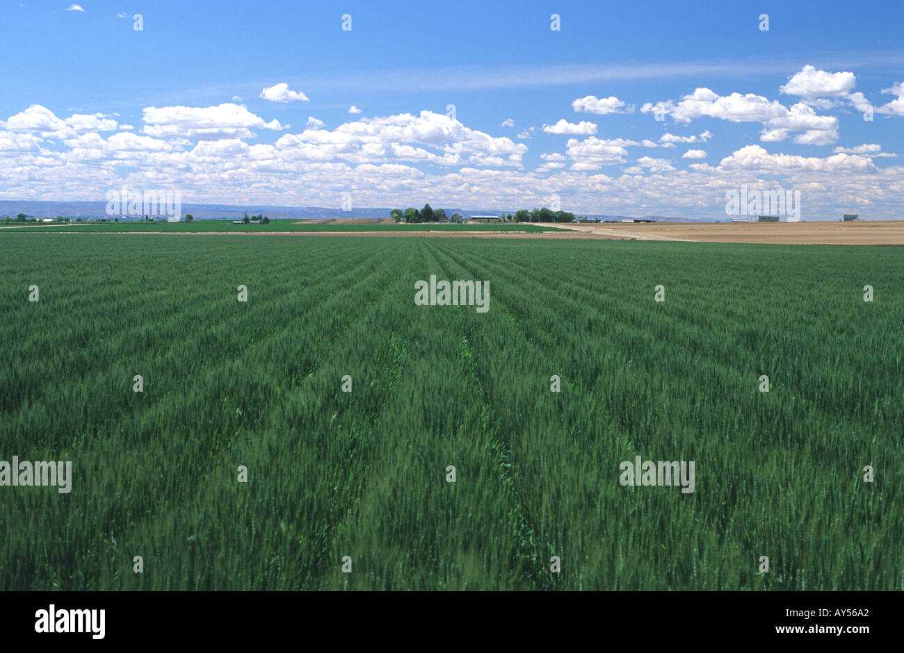 Green wheat field in canyon County Idaho  Stock Photo