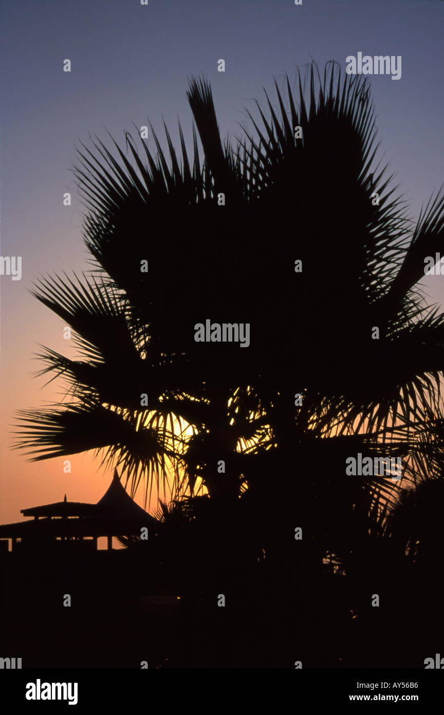 holiday resort palm sunset Stock Photo