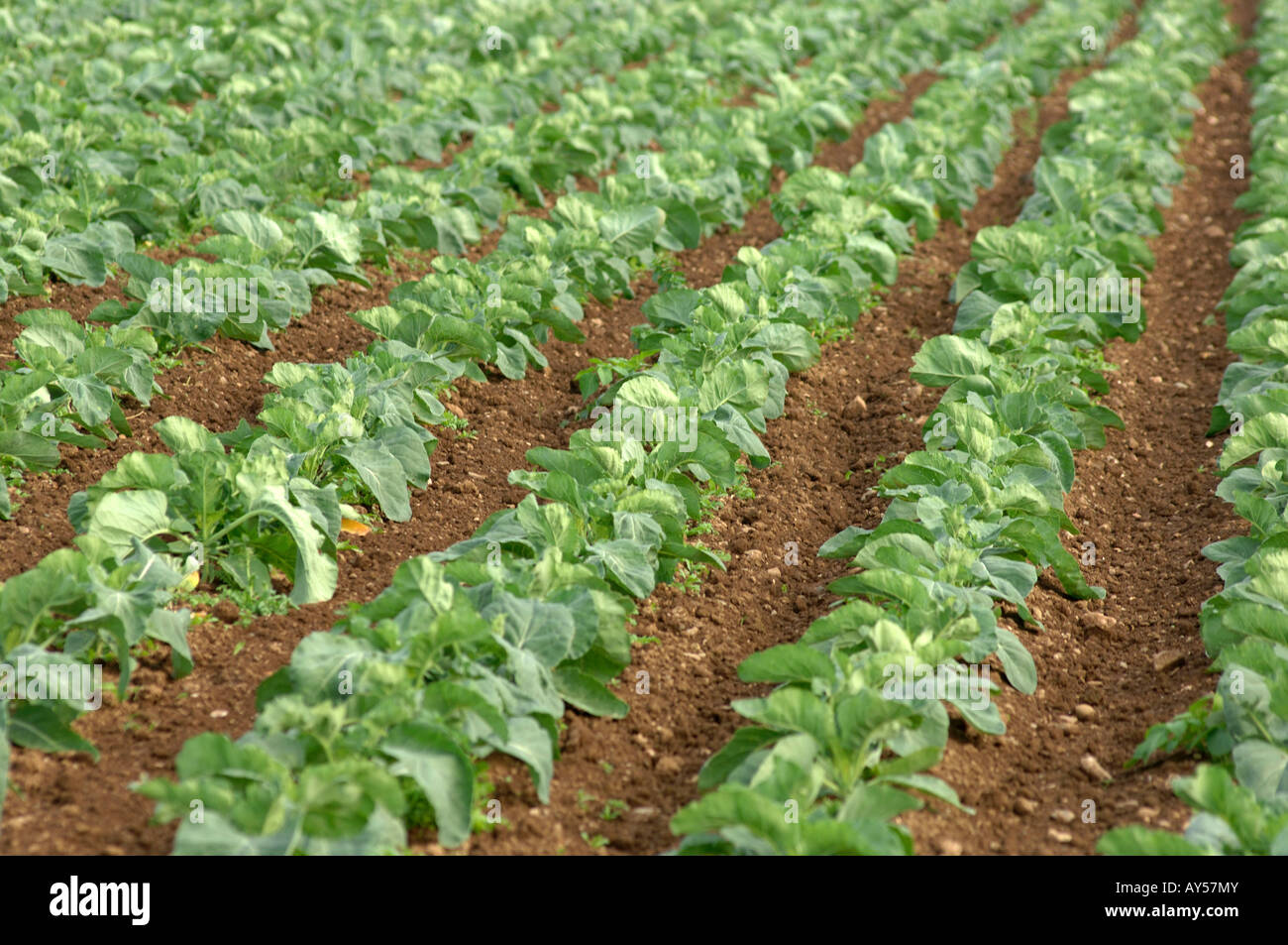 Cornwall crop Stock Photo