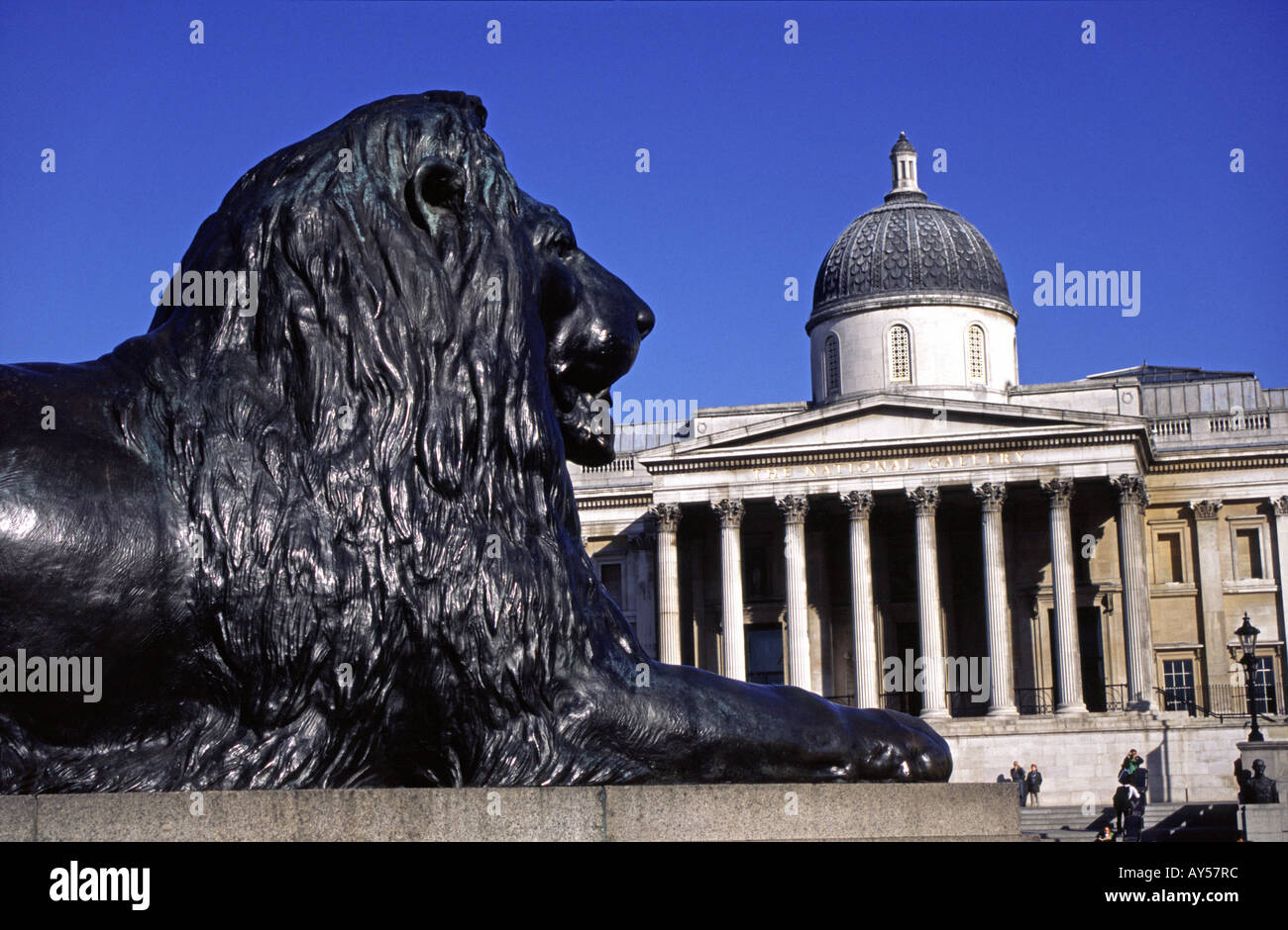 Lion statue and the National Gallery in Trafalgar Square London UK Stock Photo Alamy