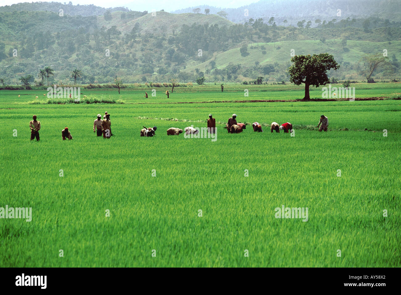 Caribbean rice field hires stock photography and images Alamy