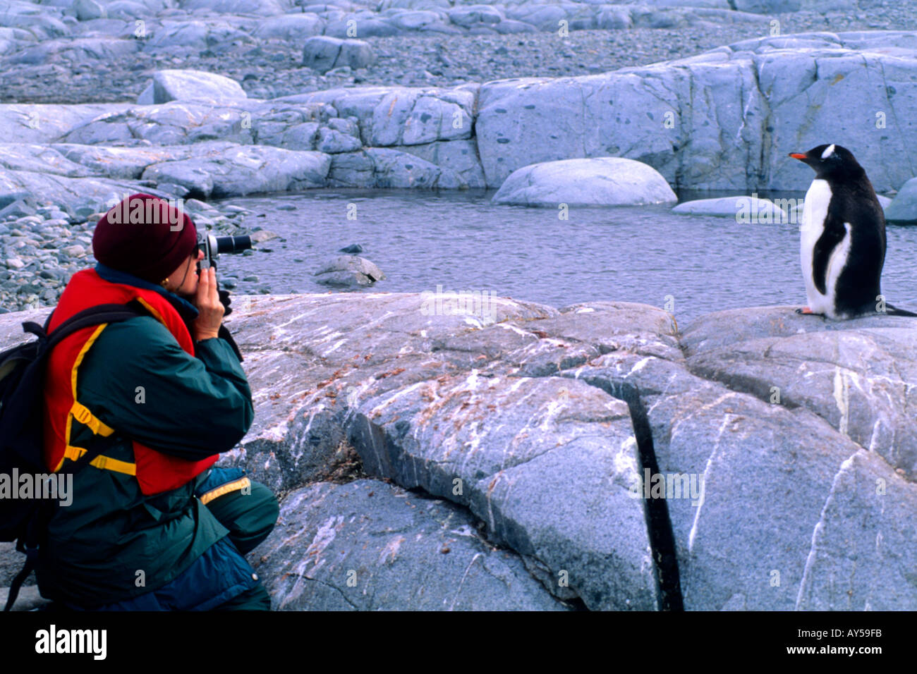 Tourist Taking Picture of Gentoo Penguins at Port Lockroy Antarctica Stock Photo