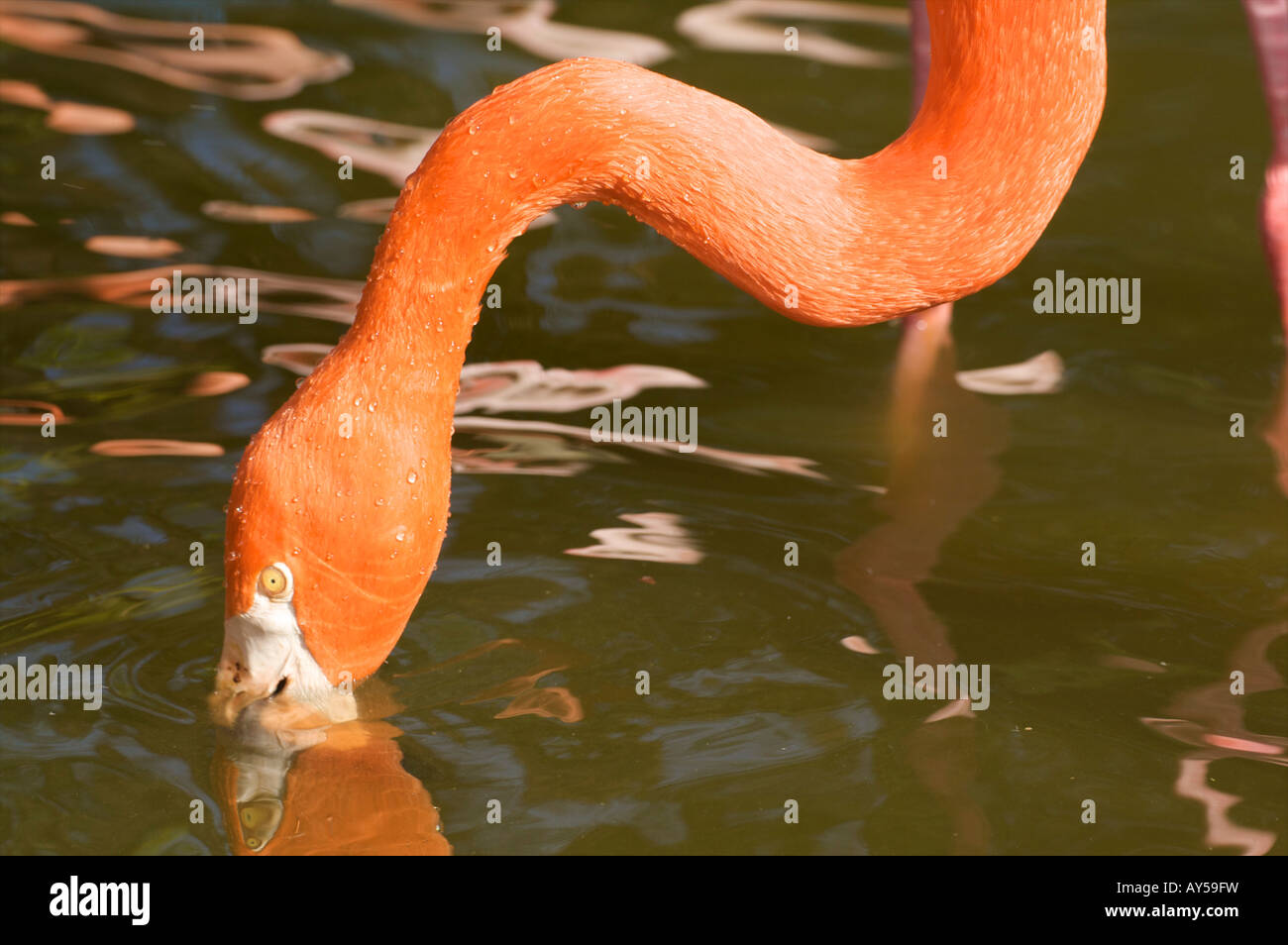 Flaming flamingoes hi-res stock photography and images - Alamy