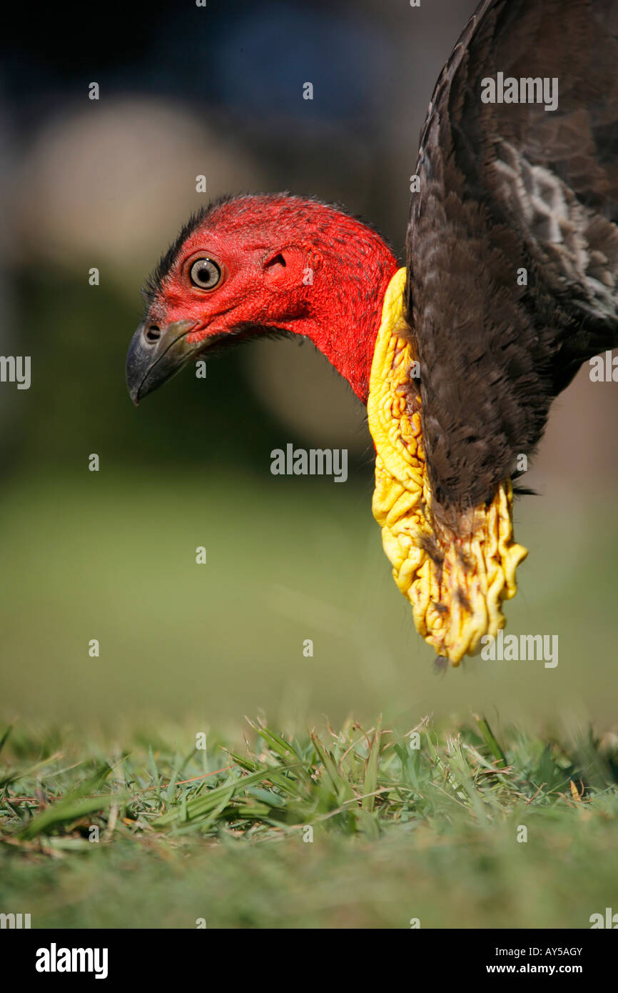 Australia Brush Turkey (Alectura lathami) Stock Photo
