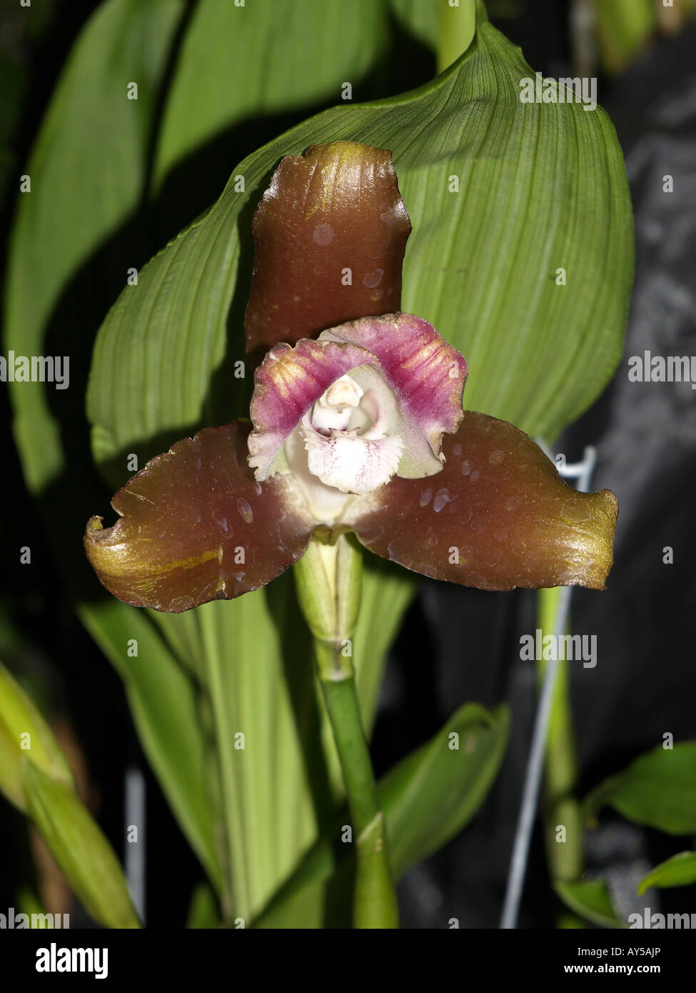 brown white red center orchid flower tropical exotic plant hawaii close-up flora Stock Photo
