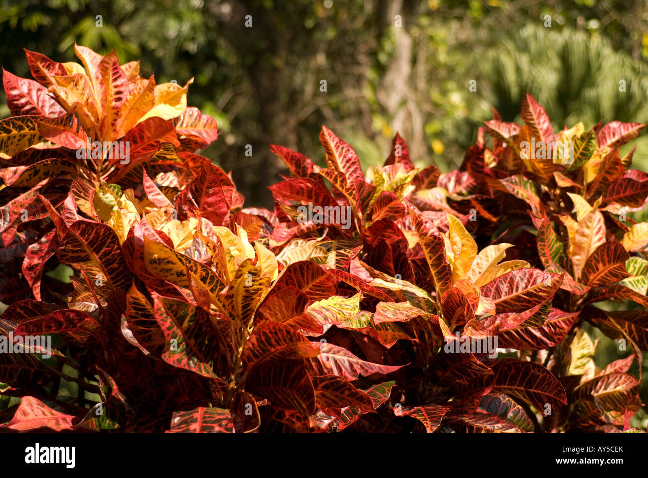 variegated croton Stock Photo