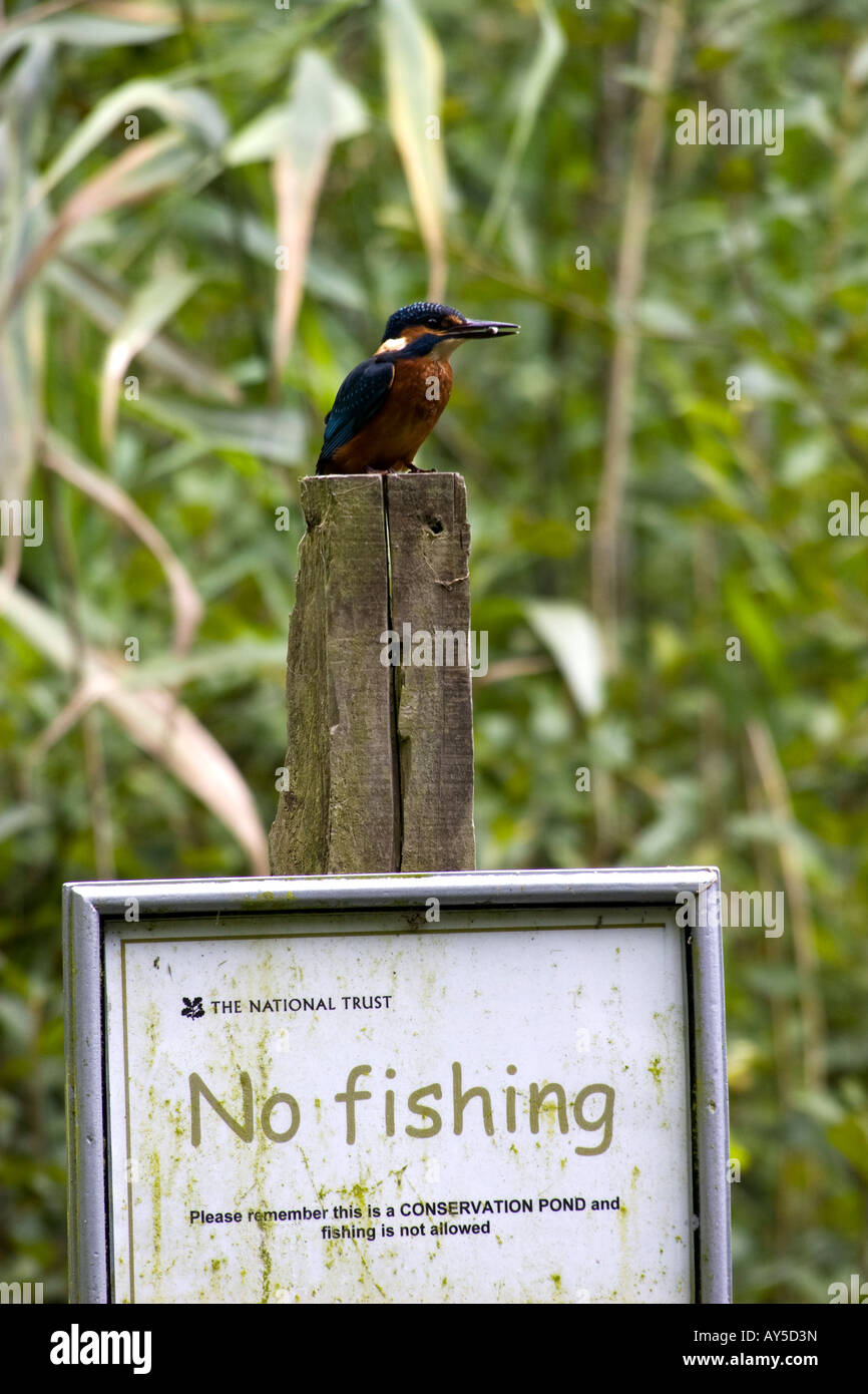 A bold adult kingfisher sits on a no fishing sign with a fish it has just caught Stock Photo