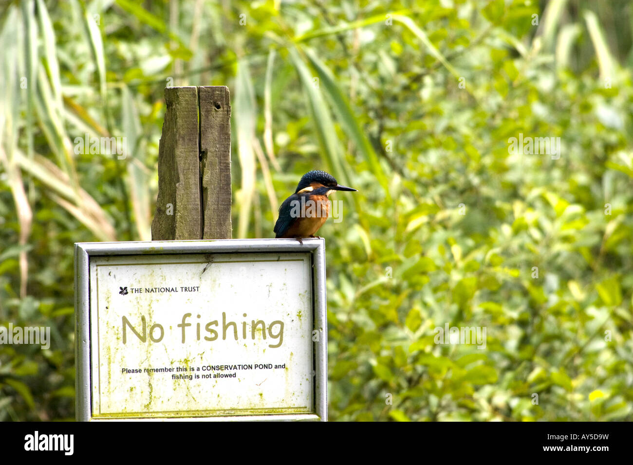 Young Kingfisher sitting on a National Trust no fishing sign Stock Photo