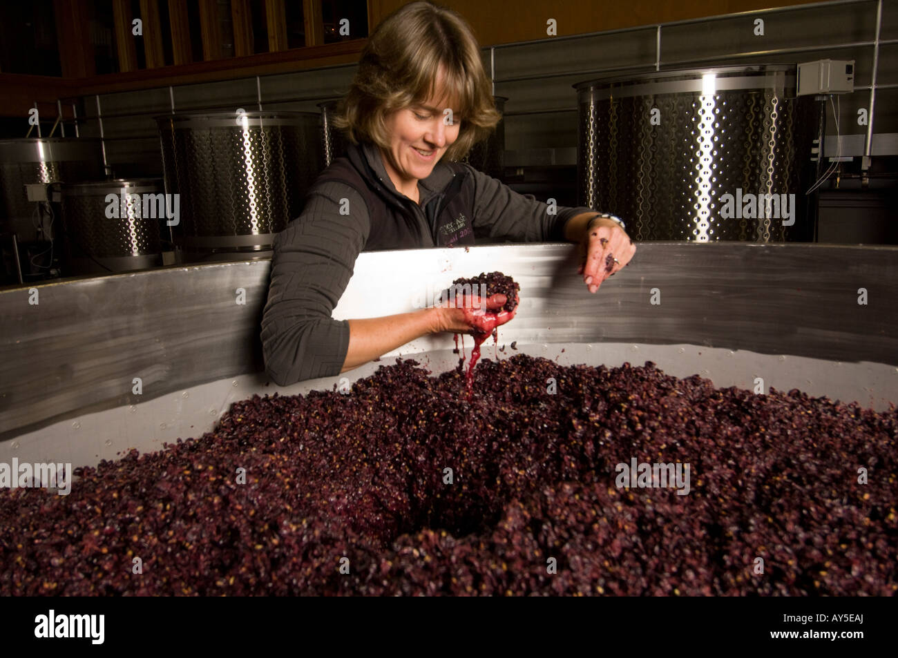 Lynn Penner Ash winemaker Penner Ash grabbing handful of freshly crushed and fermenting pinot noir grapes Stock Photo