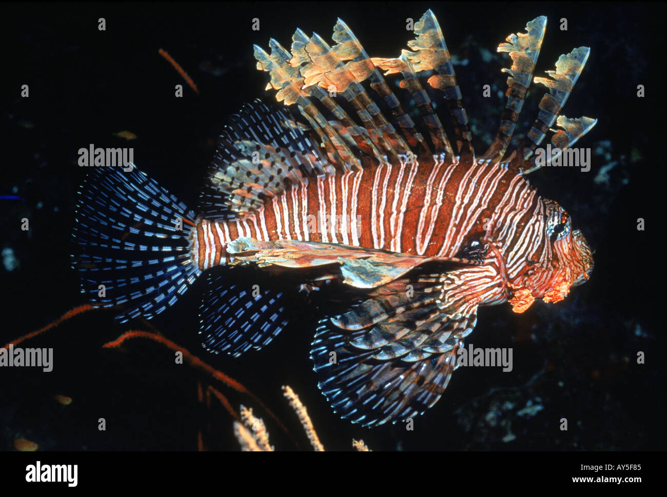 Lionfish Pterois volitans Fiji Stock Photo - Alamy