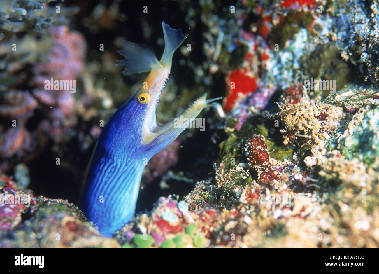 tag white ribbon eel