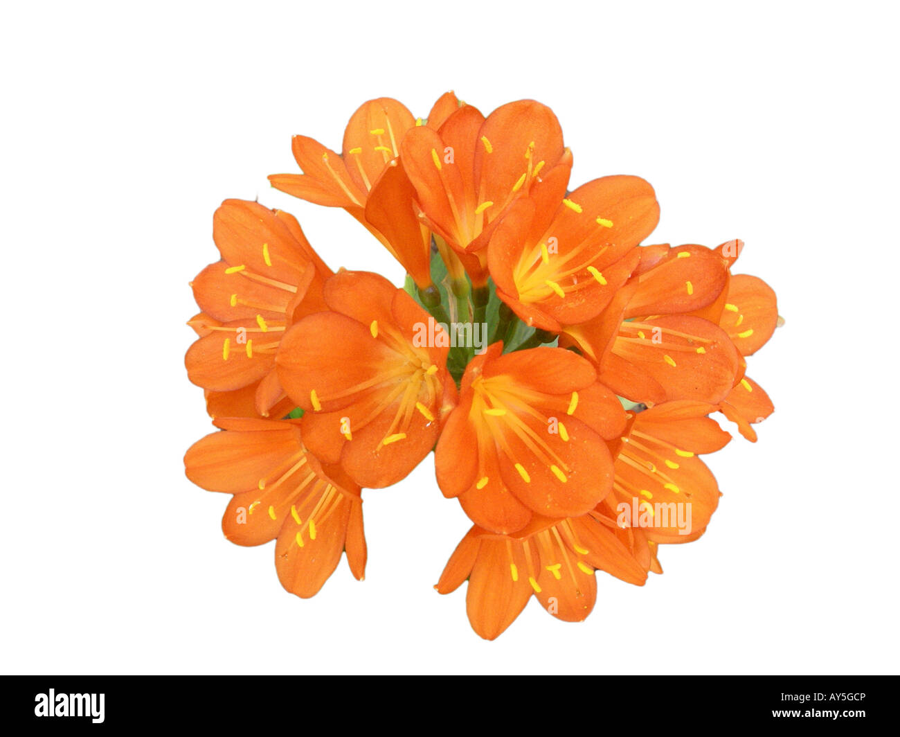 Orange Kaffir Lily blossoms only Stock Photo