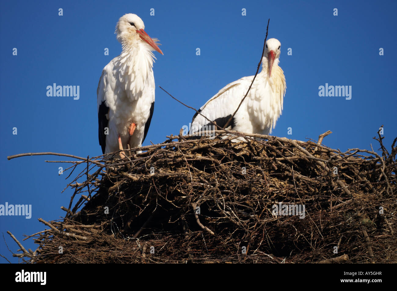Storks in their nest Stock Photo - Alamy