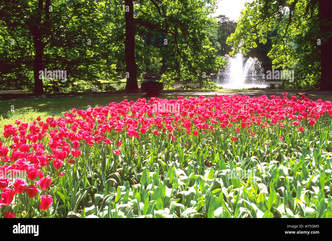 Pays Bas Amsterdam Parc floral du Keukenhof Tulipes Stock Photo - Alamy