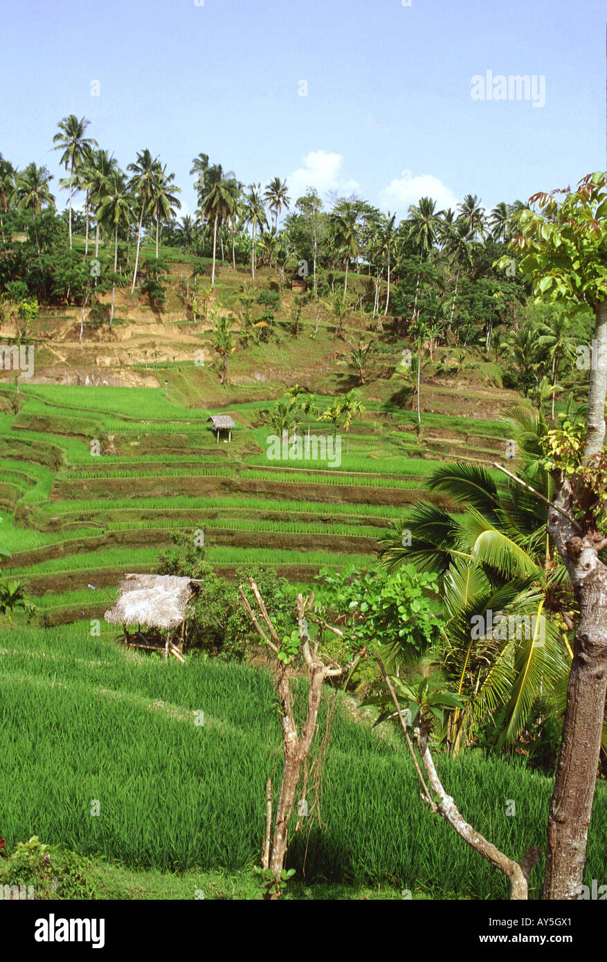 Indonésie Bali Rizières Stock Photo - Alamy
