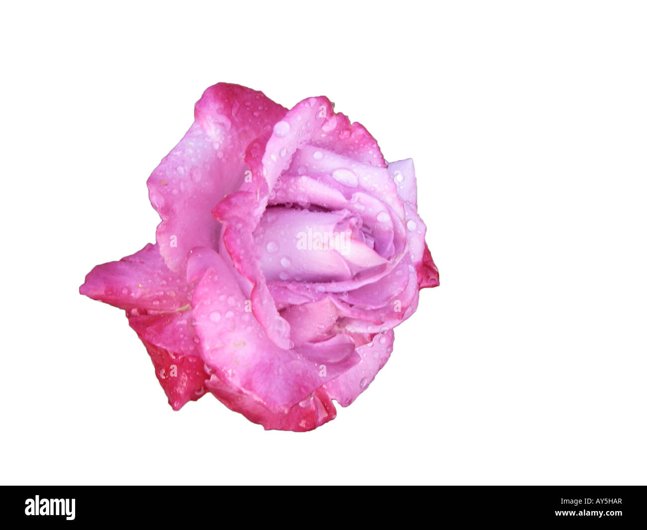 Pink Rose blossom only Stock Photo