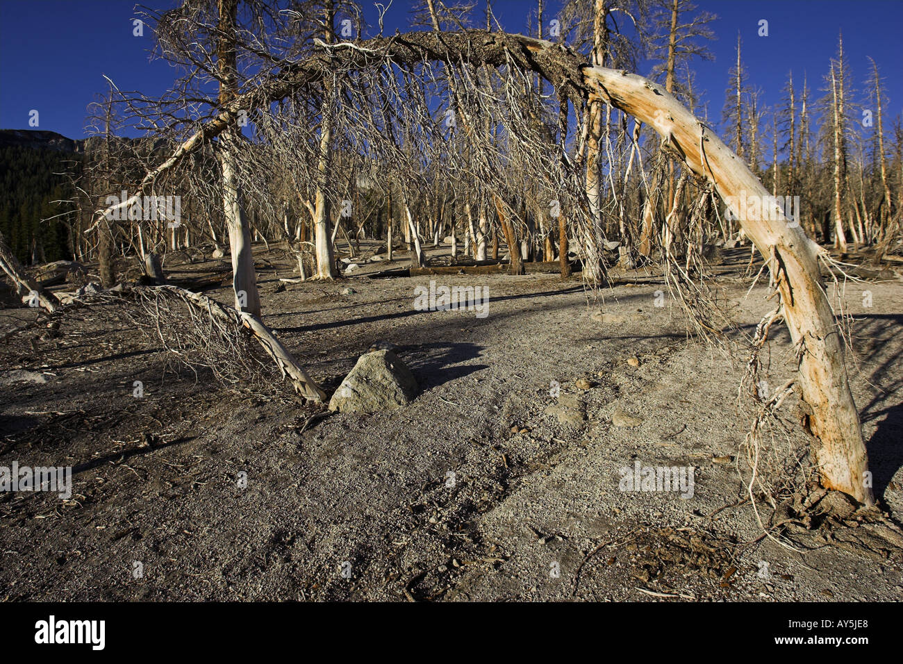 Dying Trees High Resolution Stock Photography and Images Alamy