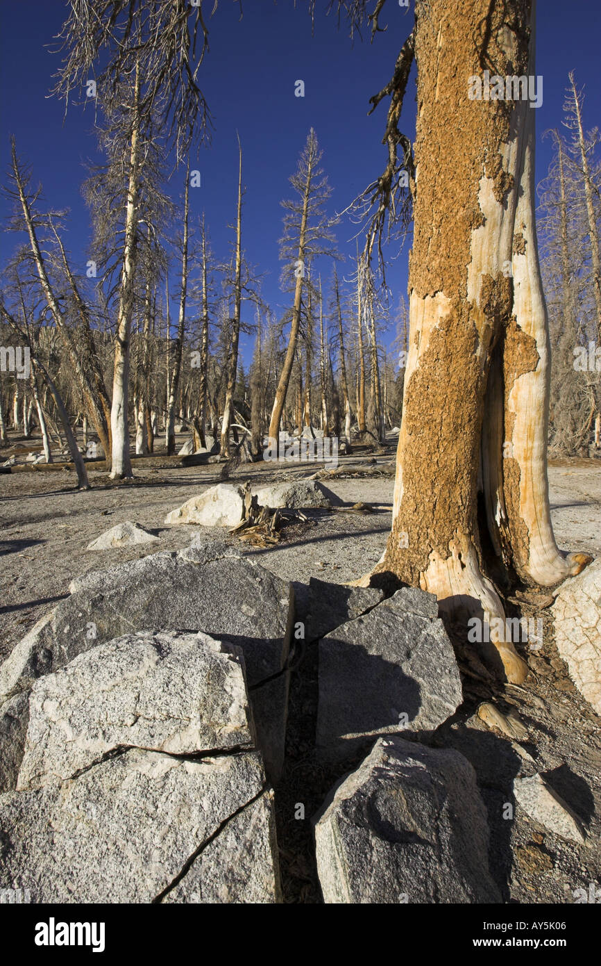 Dead and dying trees caused by natural emissions of carbon dioxide gas