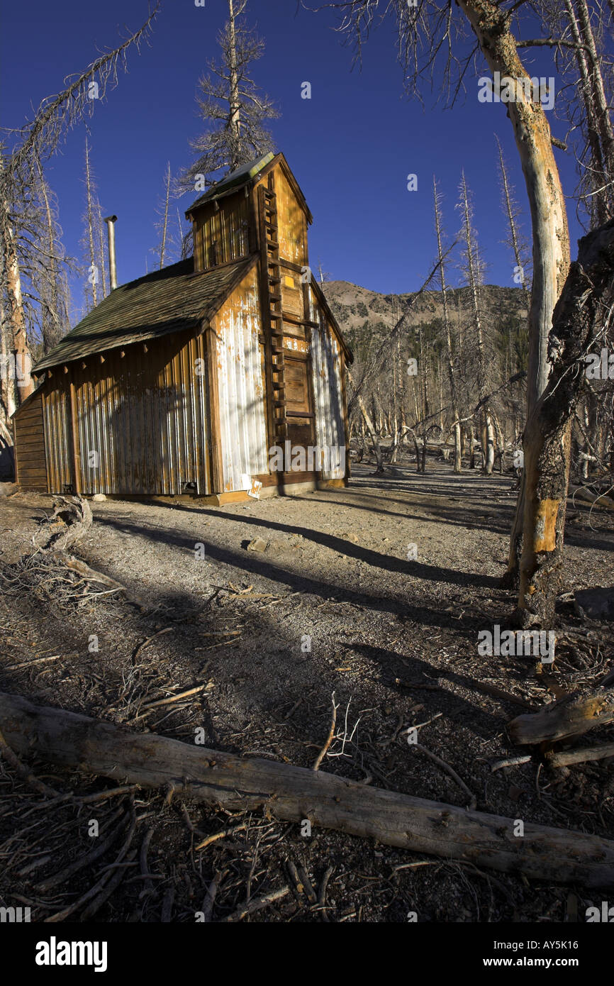 Cabin In Tree Kill Area Caused By Natural Carbon Dioxide Emission