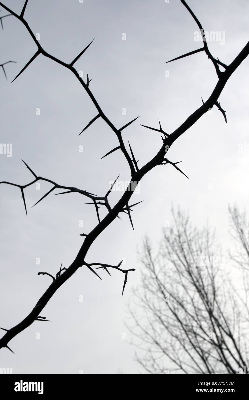 wild thorn tree bush in countryside Stock Photo Alamy