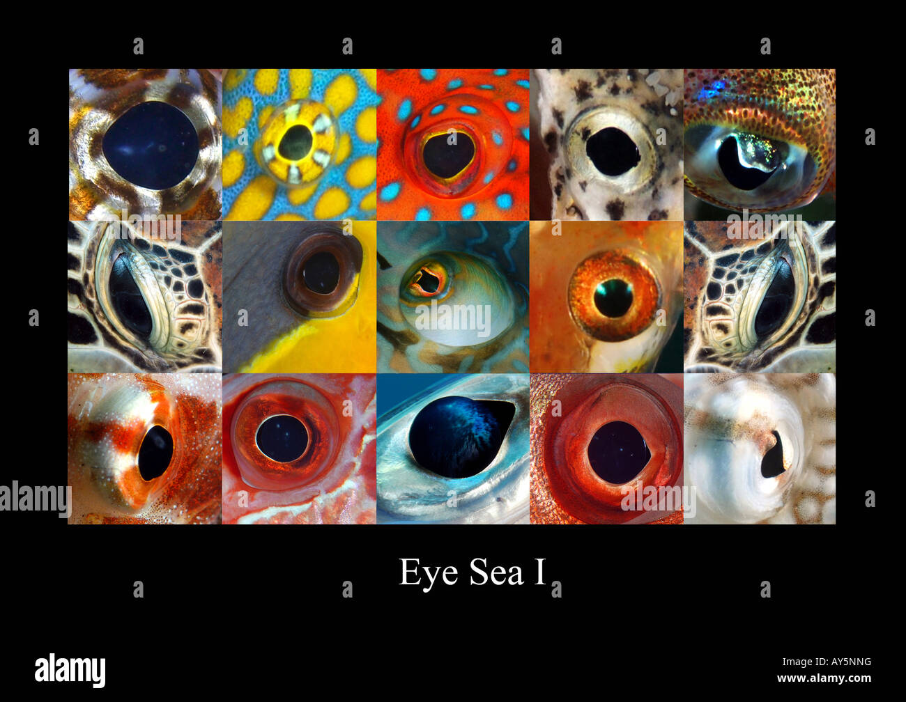 Fish-eyes I. Stock Photo