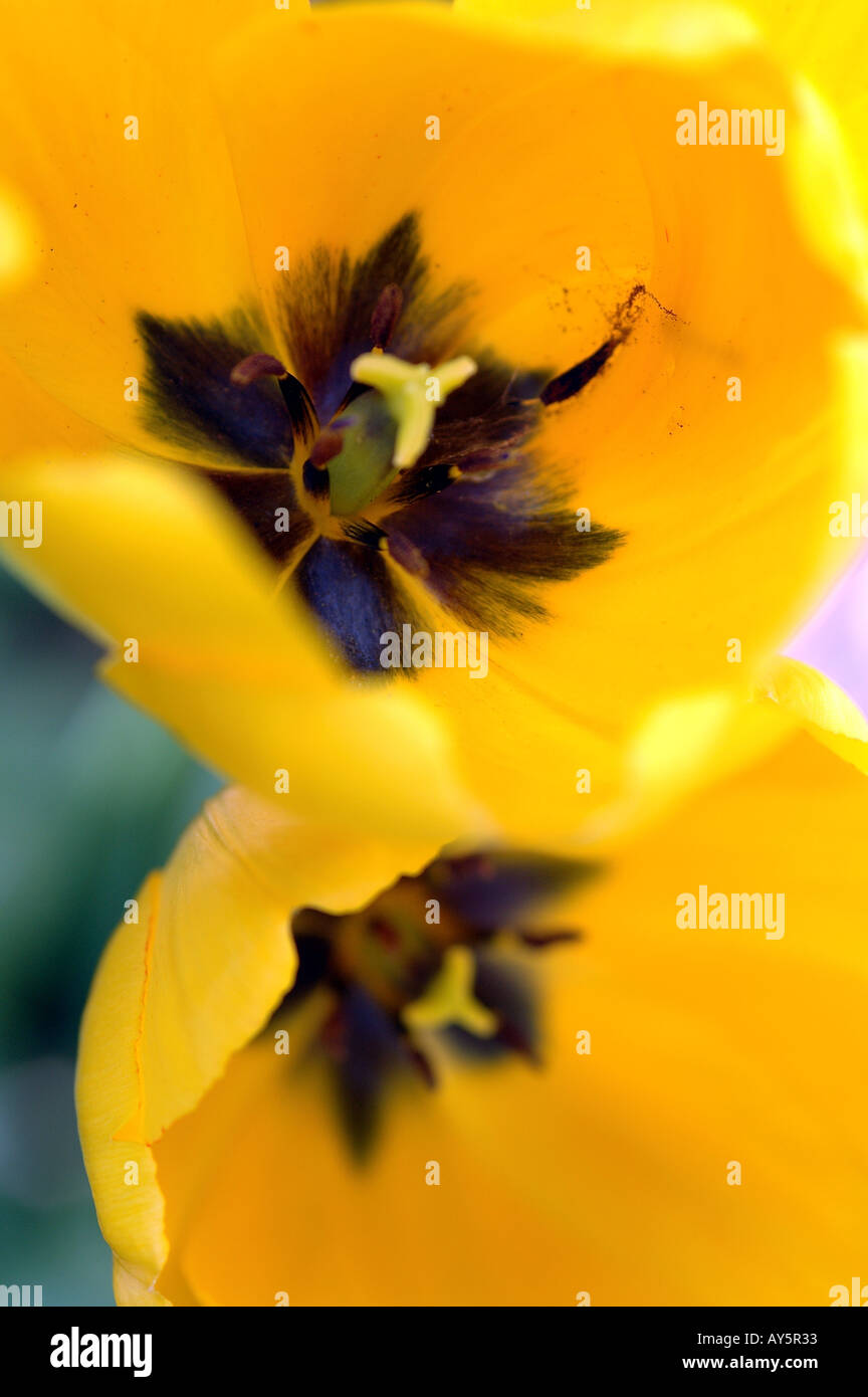 Yellow Tulip with Stamen and Anther Stock Photo