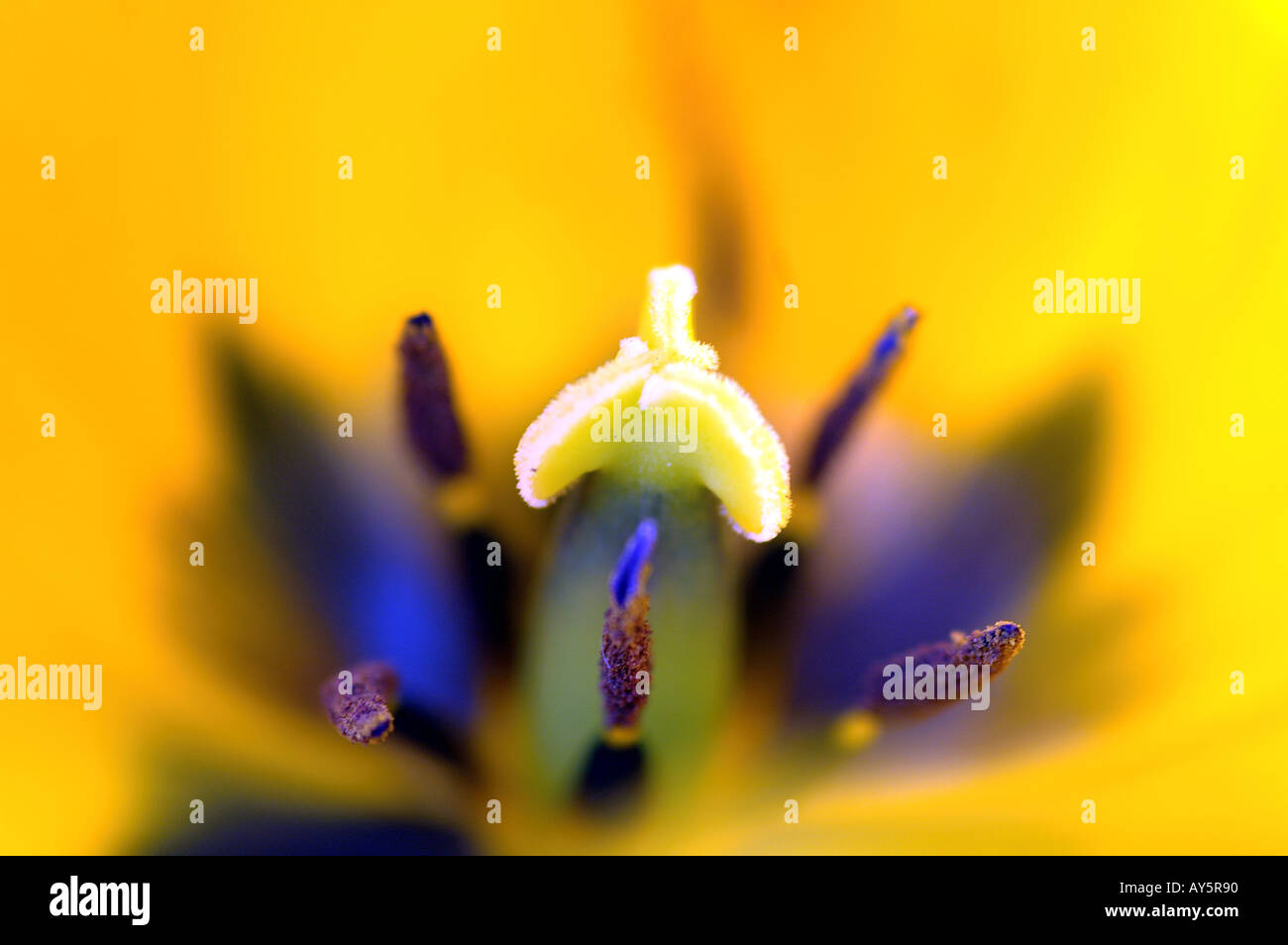 Yellow Tulip with Stamen and Anther Stock Photo