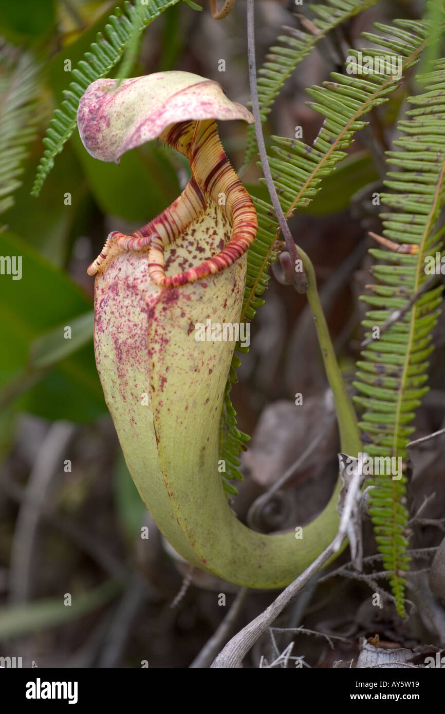 Carnivorous pitcher plant, Borneo, South East Asia Stock Photo