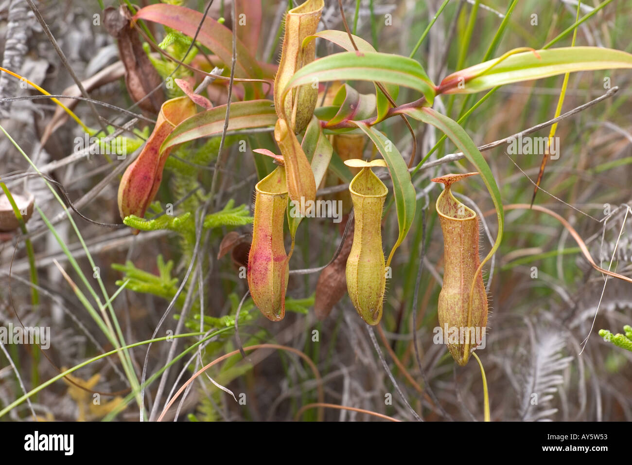 Carnivorous pitcher plants in Borneo , South East Asia Stock Photo - Alamy