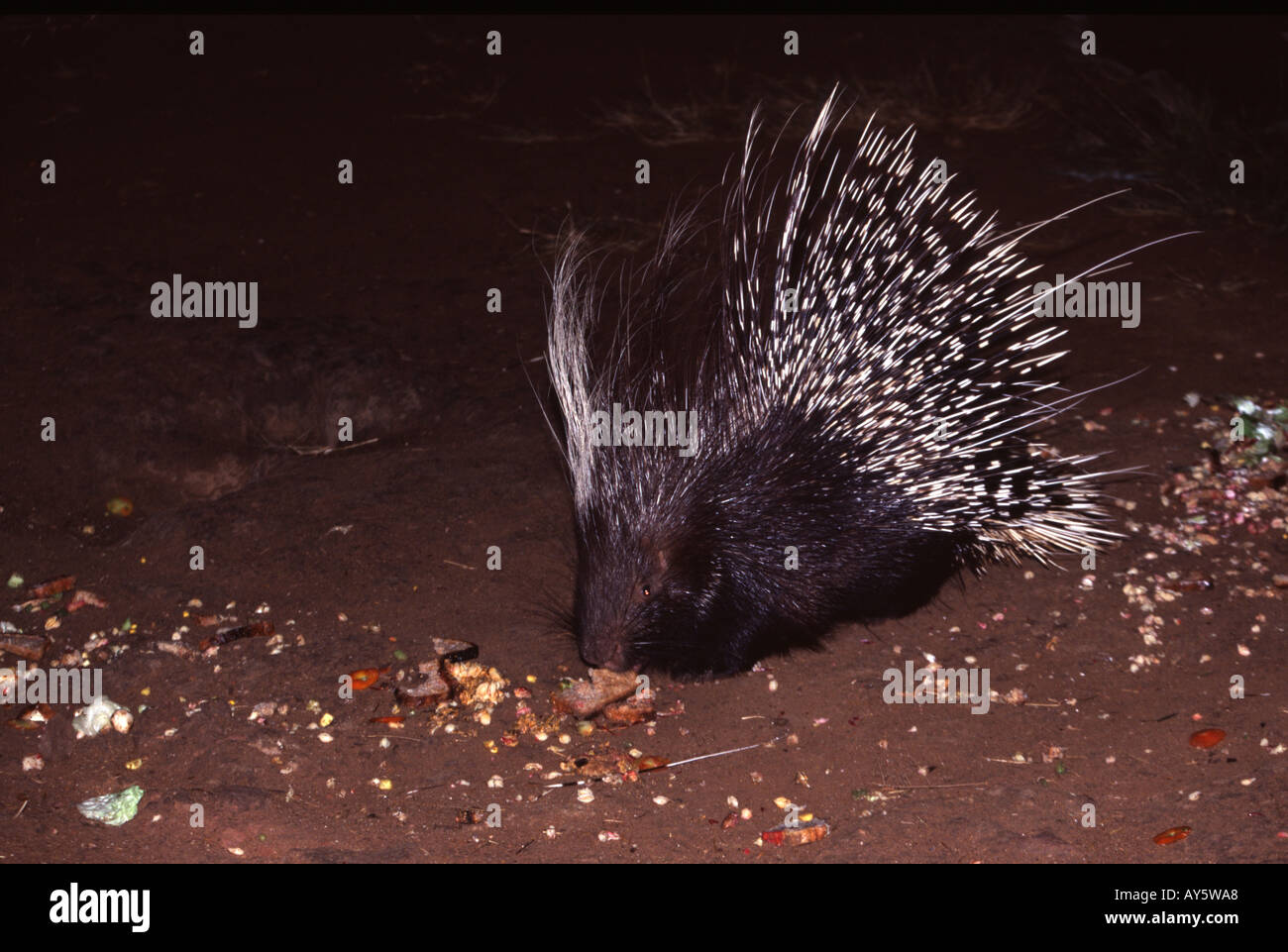 South African porcupine Stock Photo - Alamy